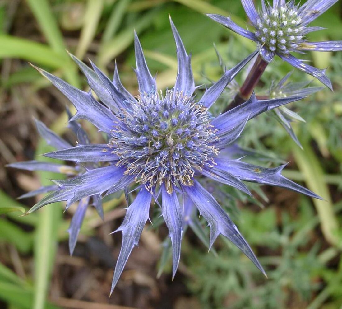 Sea holly seeds germination in seed tray