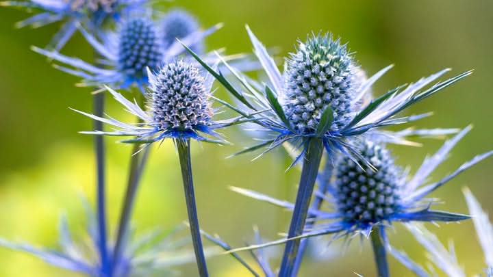 Blue Sea Holly Flower Seeds for Planting – Unique Drought-Tolerant Garden Blooms