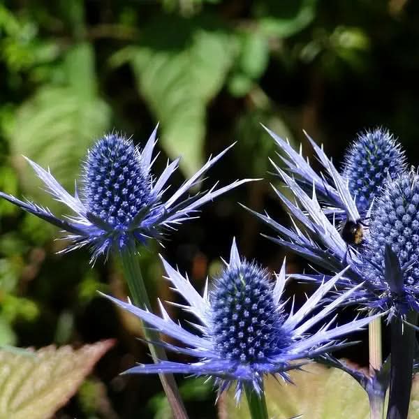 Blue Sea Holly Flower Seeds for Planting – Unique Drought-Tolerant Garden Blooms