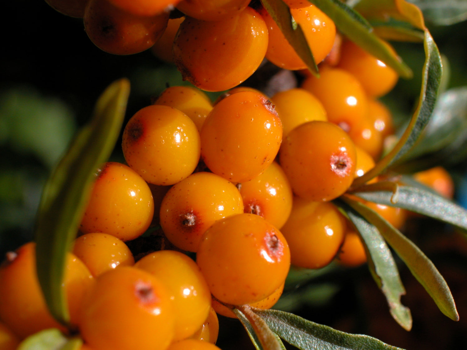 Seaberry Sea Buckthorn Tree Seeds