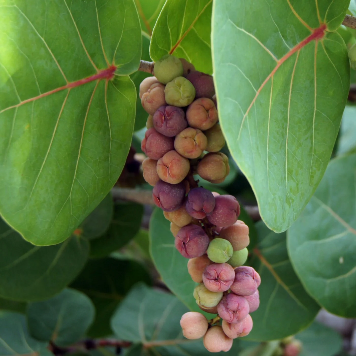 Seagrape plant seeds for coastal landscape planting