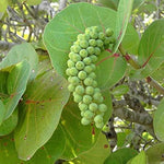 Seagrape seeds Coccoloba uvifera for tropical garden planting