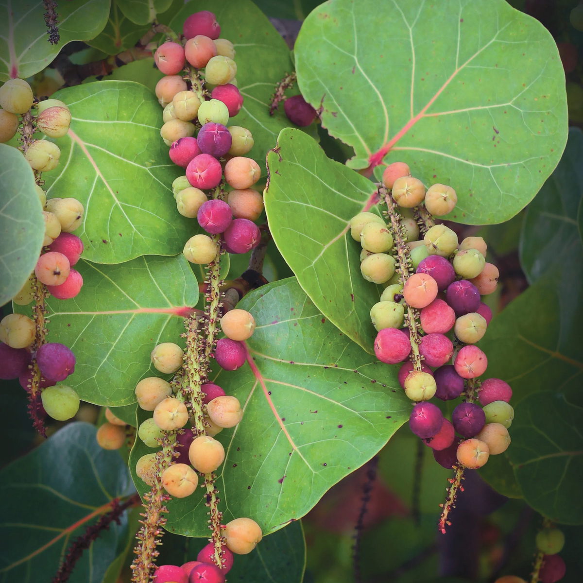 Seagrape seeds for evergreen tropical shrub growth