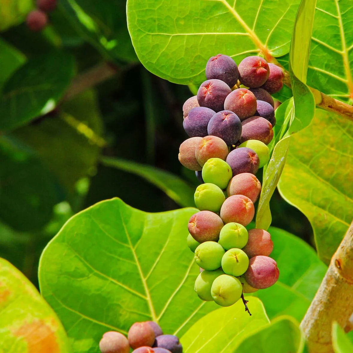 Seagrape Fruit Seeds - Rare, Sweet and Juicy, Ideal for Coastal Gardens