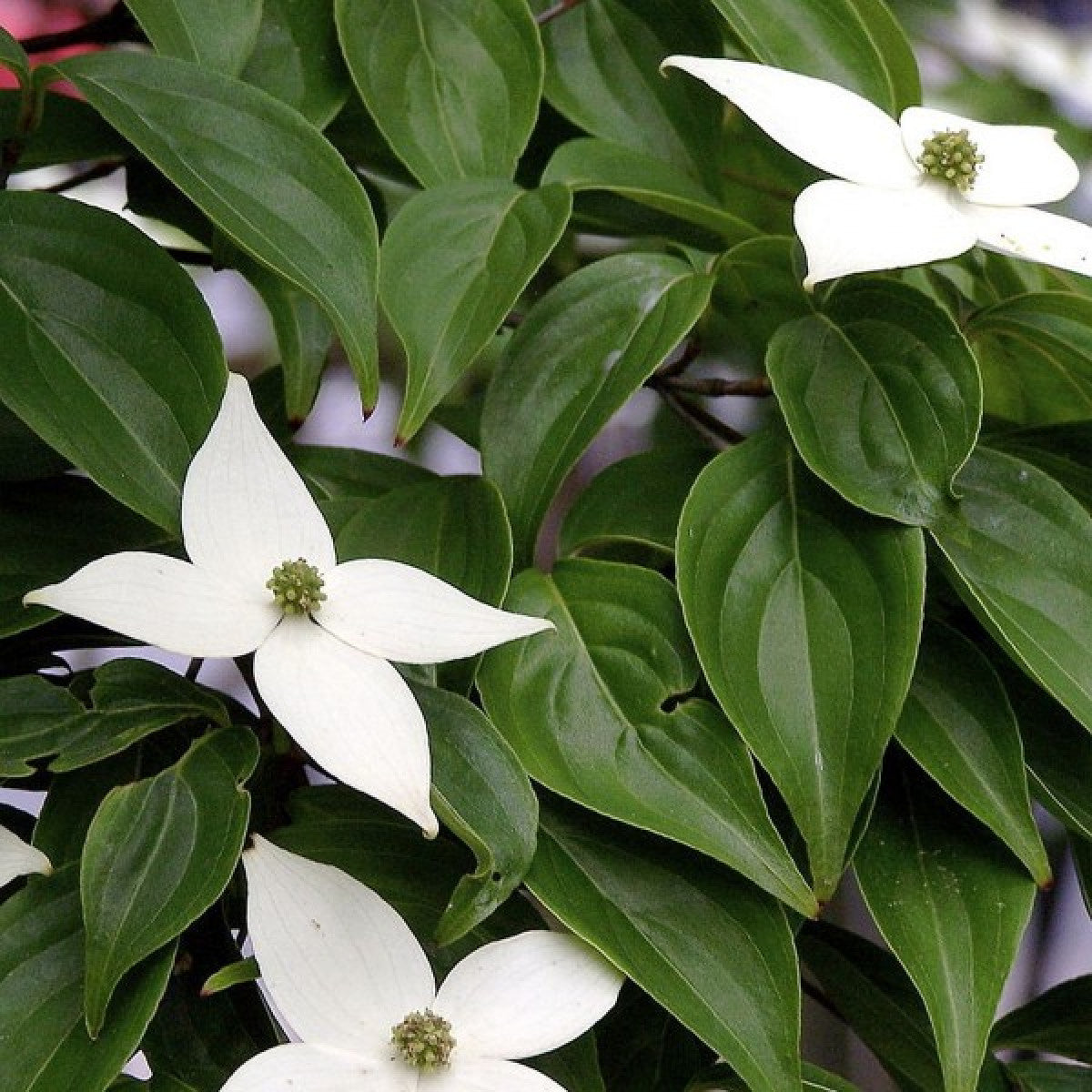 Kousa Dogwood Tree