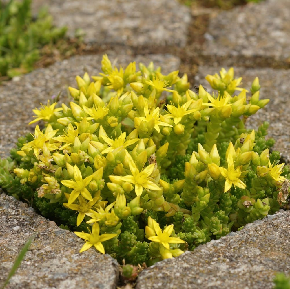Golden Sedum Acre seeds ideal for rock garden landscapes