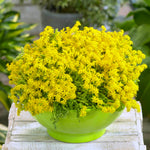 Sedum succulent seeds drought-tolerant ground cover