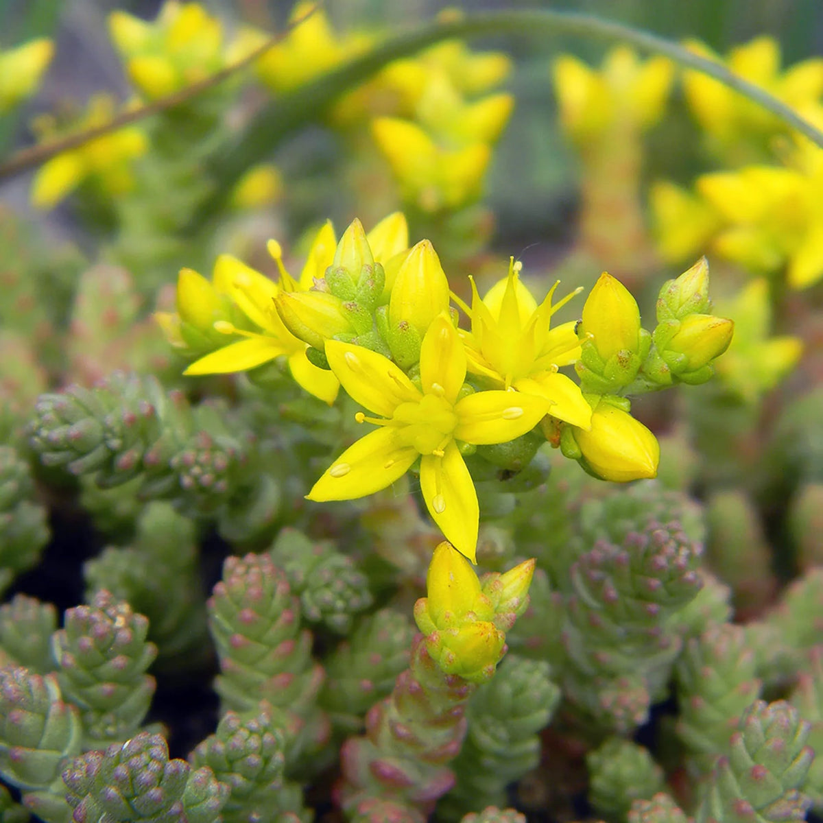 Sedum Acre seeds for Golden Sedum ground cover gardening