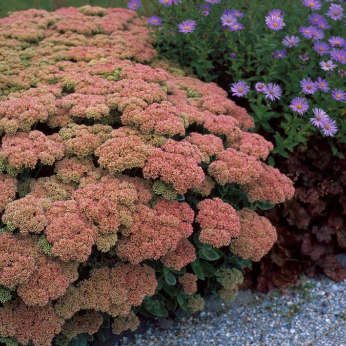 Sedum Seeds- Autumn Joy