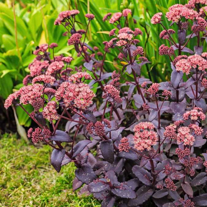 Sedum Seeds- Chocolate Cherry