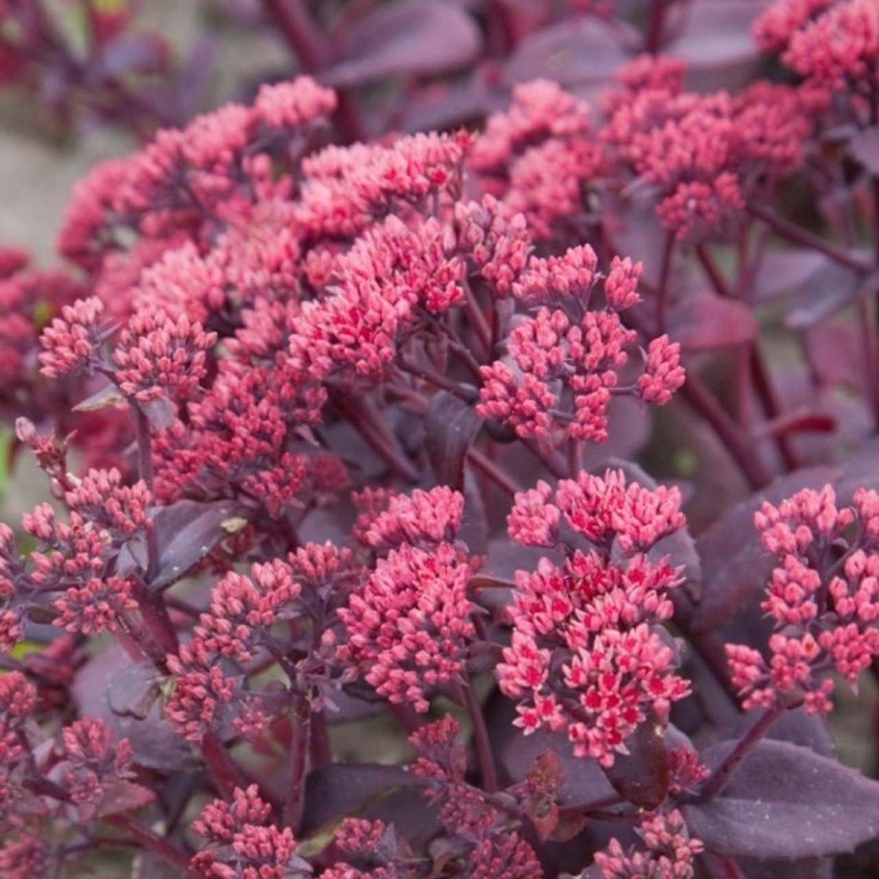 Sedum Seeds- Chocolate Cherry