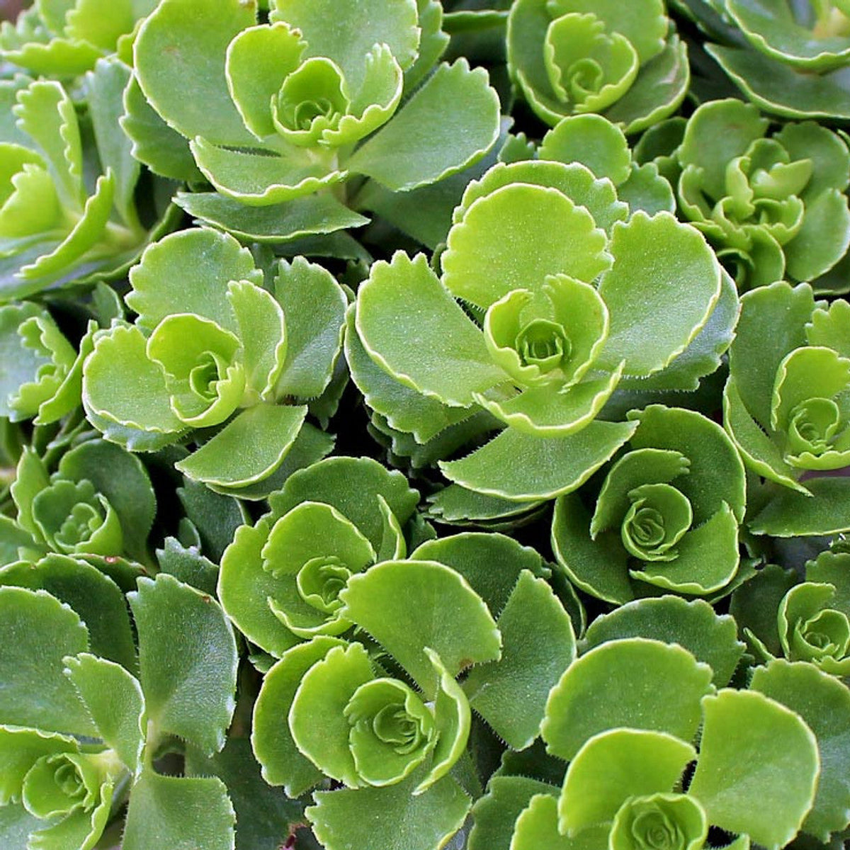 Heirloom Spurium Plant Seeds, Non-GMO Groundcover Succulent for Low ...