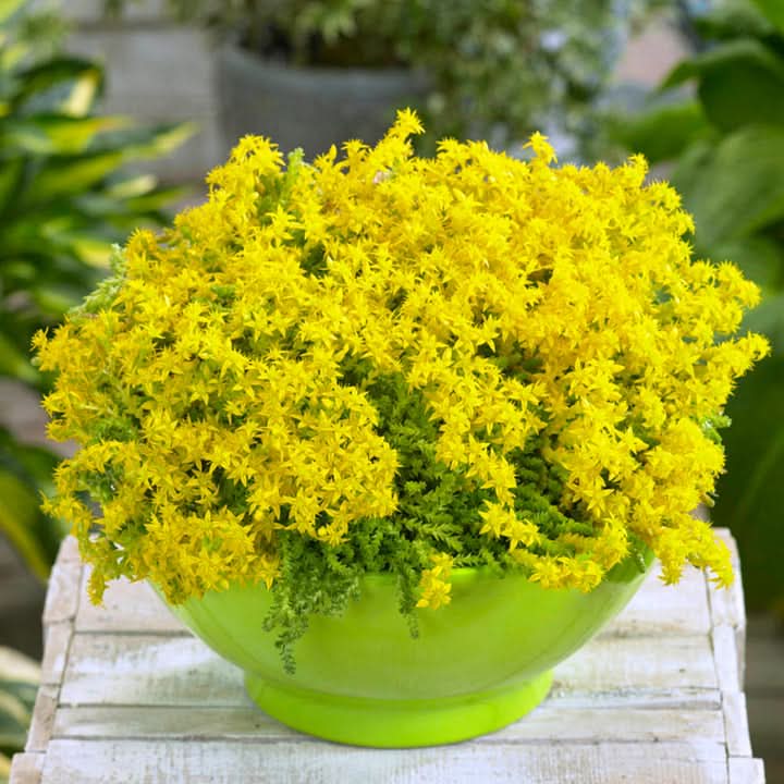 Sedum Golden Carpet Succulent Seeds – Drought-Tolerant Flower Seeds for Planting