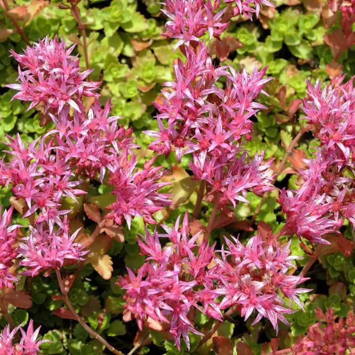 Pink Sedum Voodoo Seeds for Planting, NON GMO Seeds Dhara Seeds