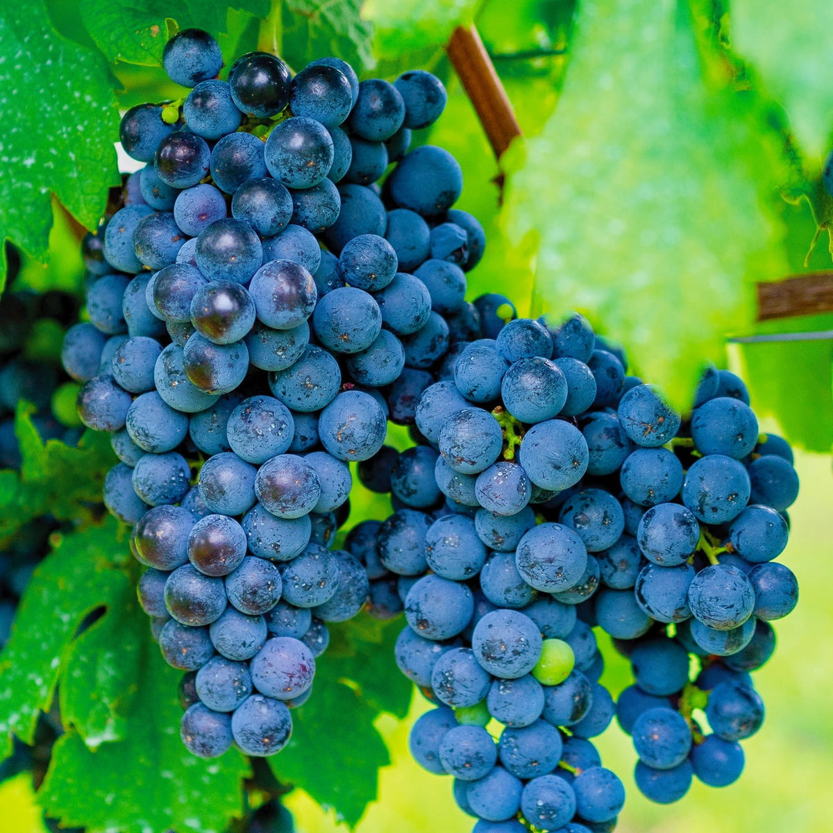 Seedless Grape Vine for backyard trellis planting