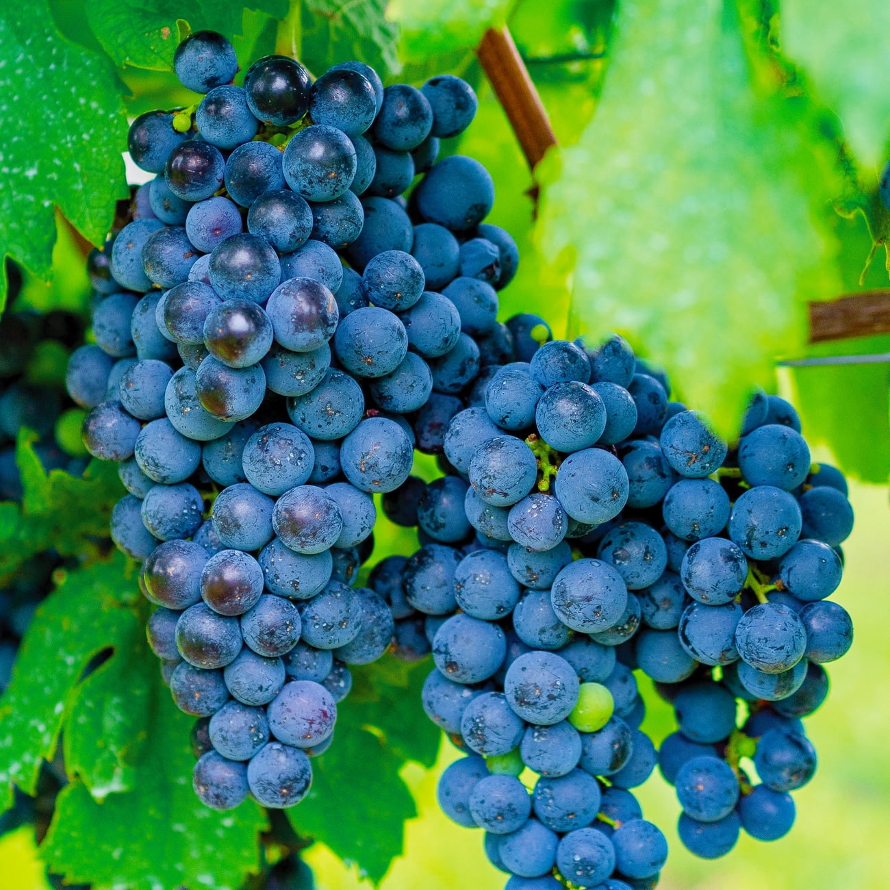 Seedless Grape Vine for backyard trellis planting