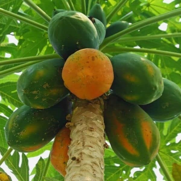 seedless papaya seeds for tropical fruit plant growth