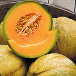 Seedless watermelon seeds for home garden planting