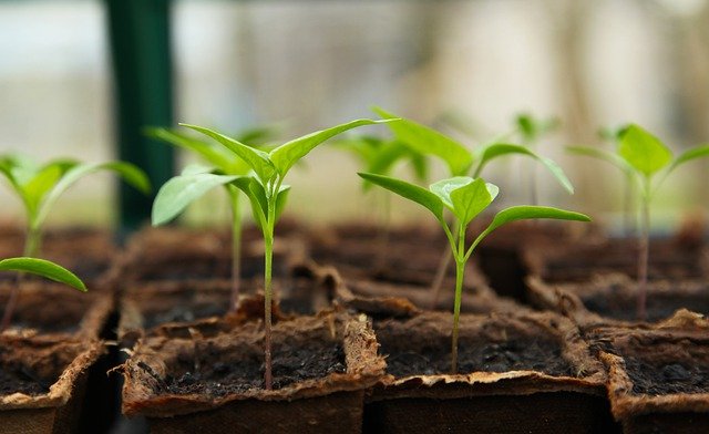 Eiche Plant Seeds for Planting - NON GMO Seeds