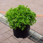 Selaginella kraussiana seeds for shade garden and ground cover