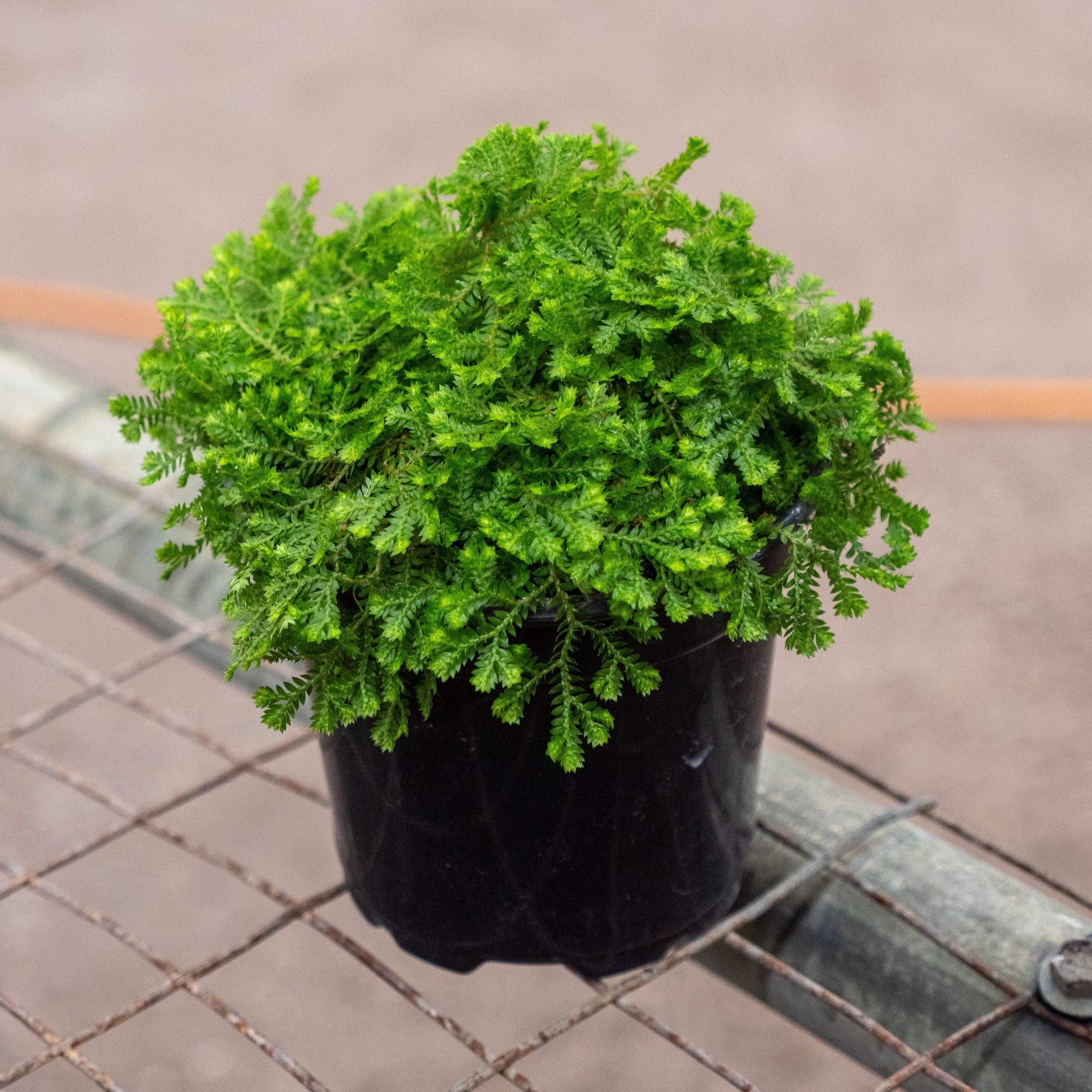 Selaginella kraussiana seeds for shade garden and ground cover