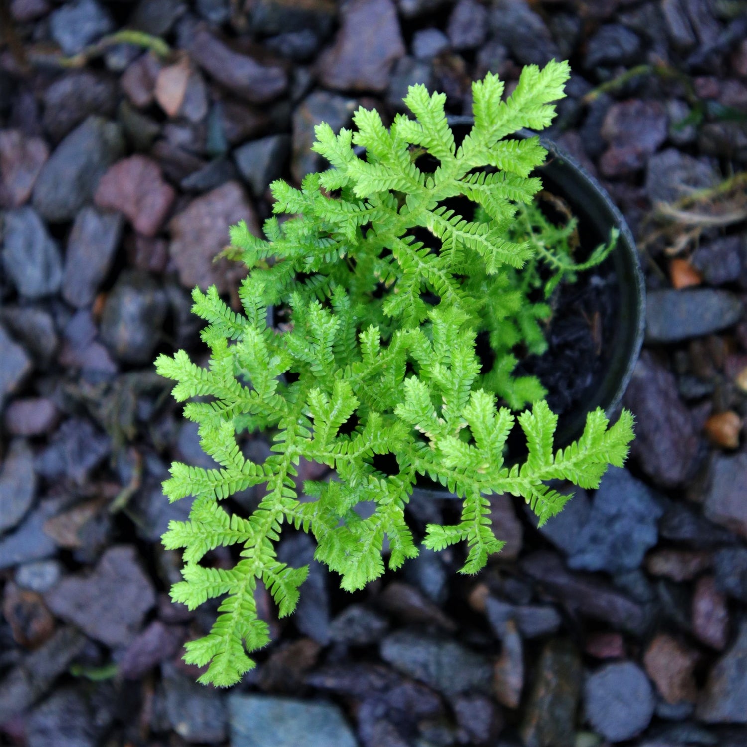 Selaginella seeds for low growing green ground cover