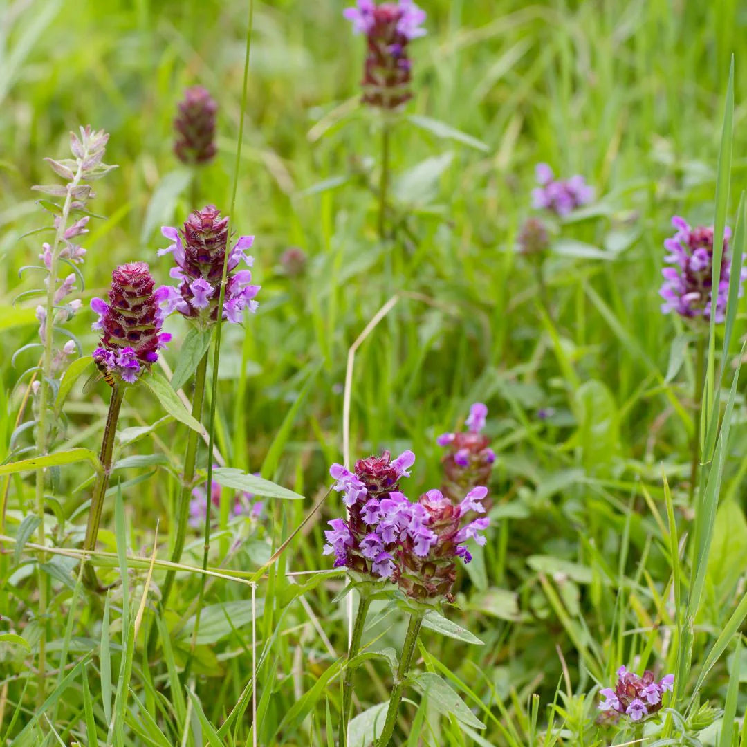 Self heal ground cover seeds for native planting