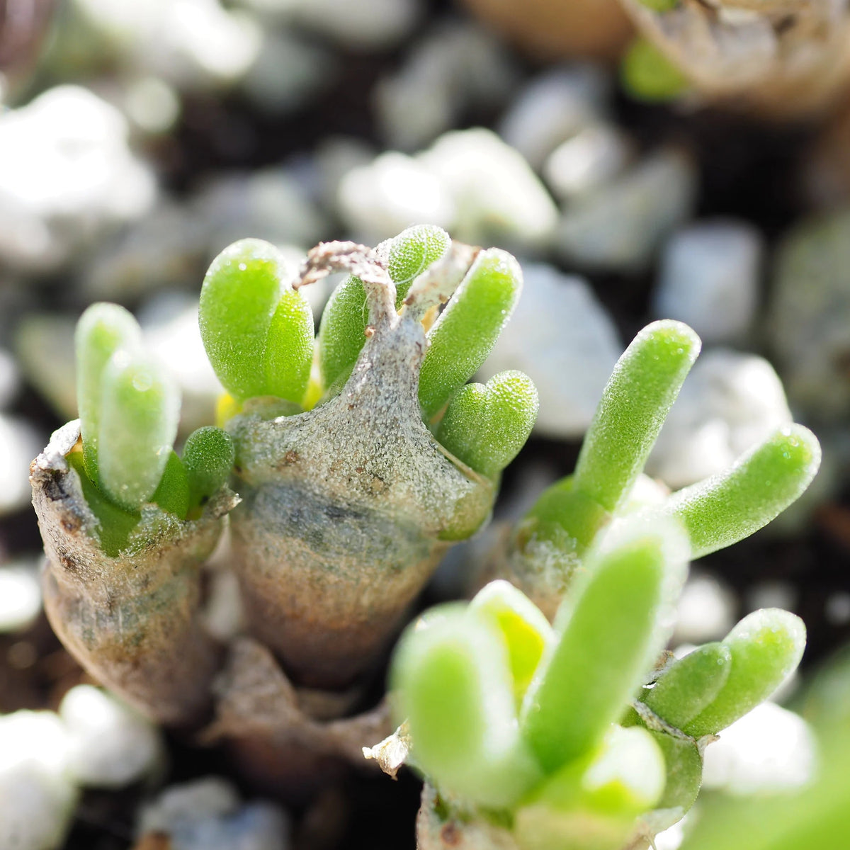 Semi-Obconicum succulent seeds for unique indoor plants
