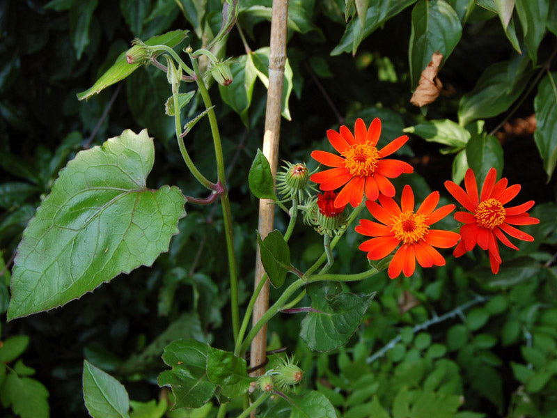 Confusus Mexico Flower Seeds for Planting