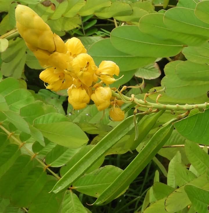 Senna Alata Flower Seeds for Planting – Tropical Medicinal Blooms for Ornamental Gardens