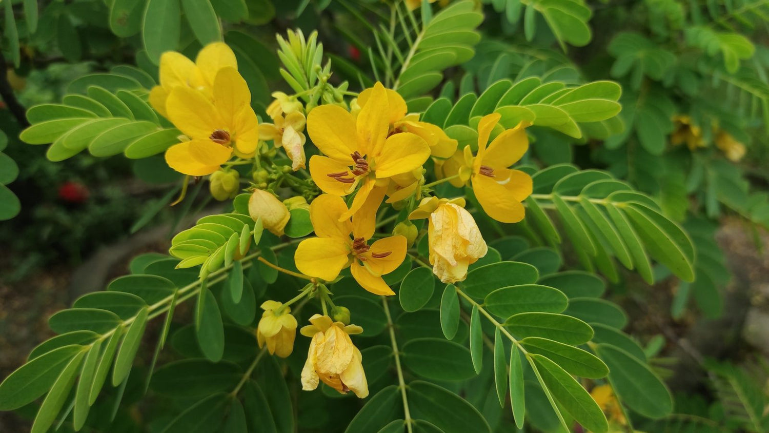 Bladder Senna Bush Plant Seeds for Ornamental and Medicinal Use – Fresh Herb for Your Garden