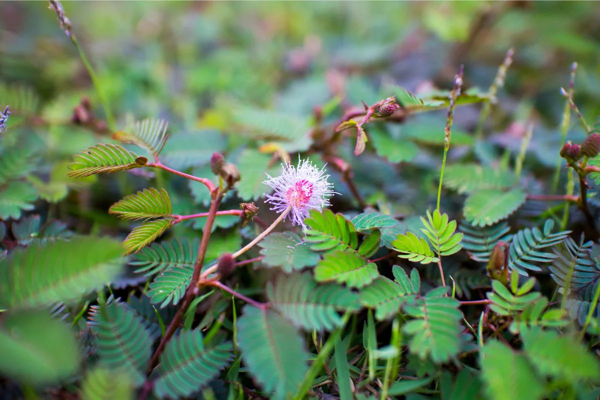 Bashfulgrass Mimosa pudica herb seeds for sensory garden and indoor pot planting