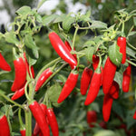 Serrano Tampiqueno hot pepper seeds (Capsicum annuum) – spicy chili plants - Dharaseeds