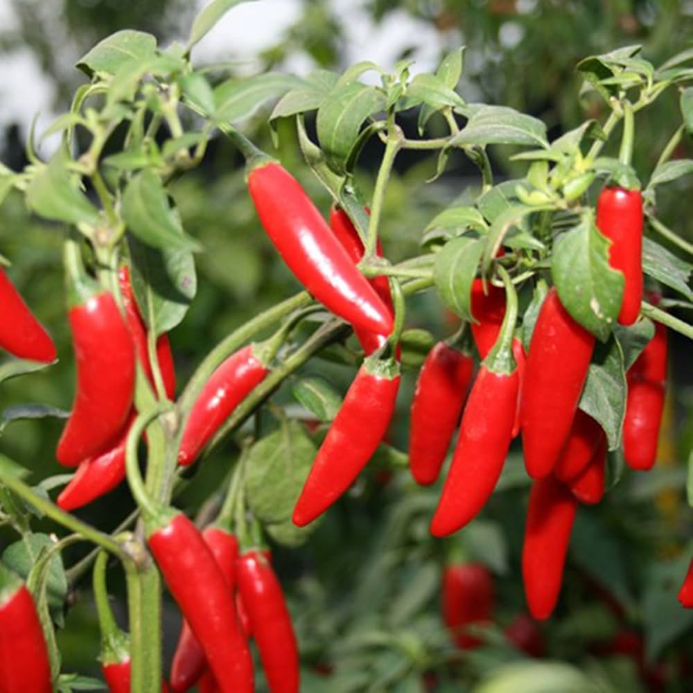 Serrano Tampiqueno hot pepper seeds (Capsicum annuum) – spicy chili plants - Dharaseeds