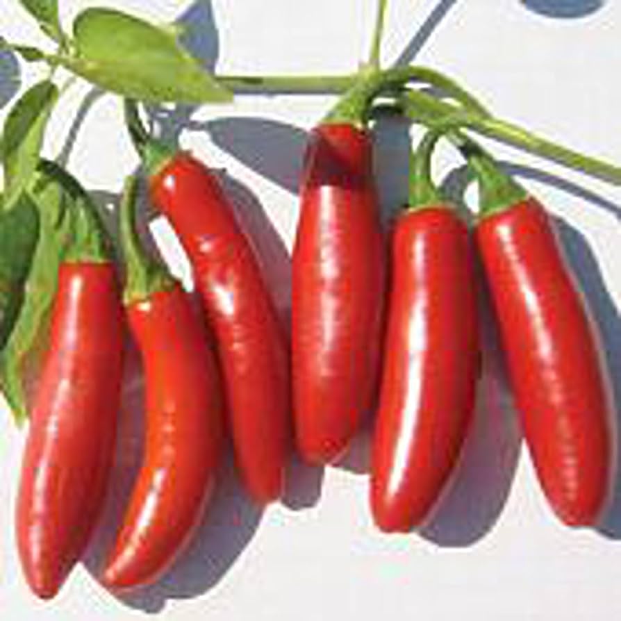 Serrano Tampiqueno hot pepper seeds (Capsicum annuum) – spicy chili plants - Dharaseeds
