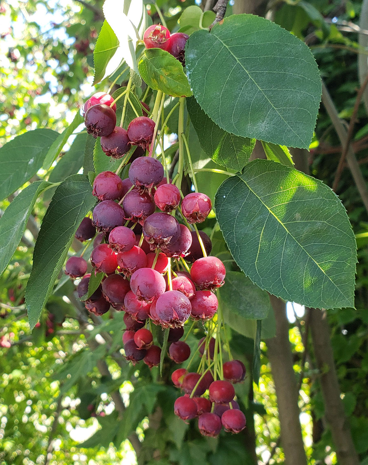 Low Serviceberry (Amelanchier humilis)