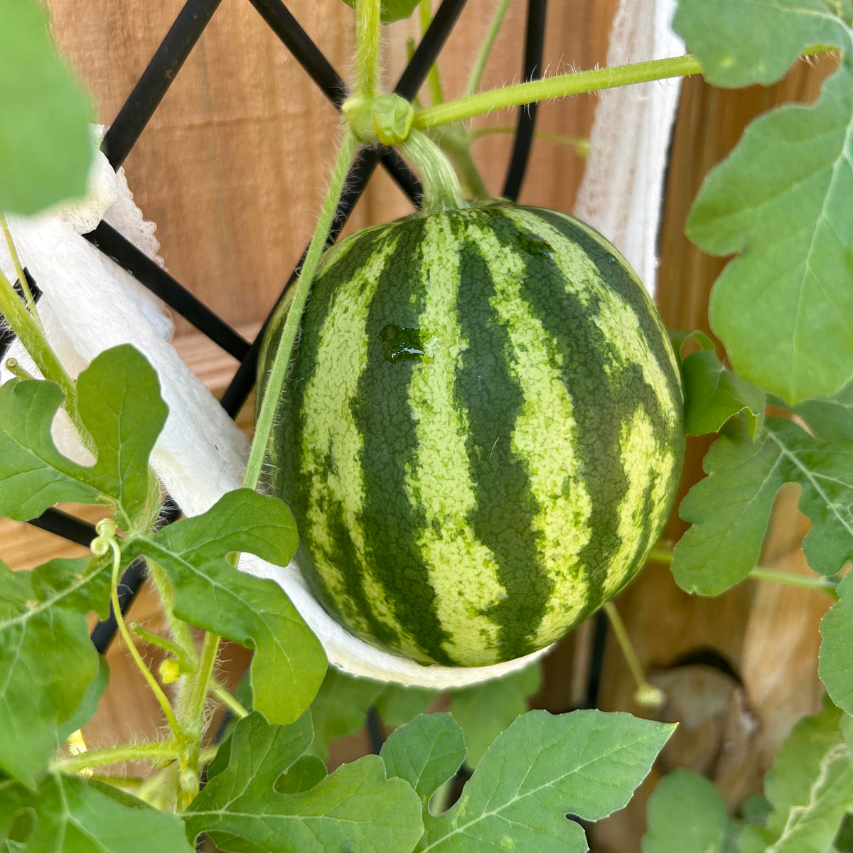 SF184 Hime Kansen seeds vine growth in summer garden