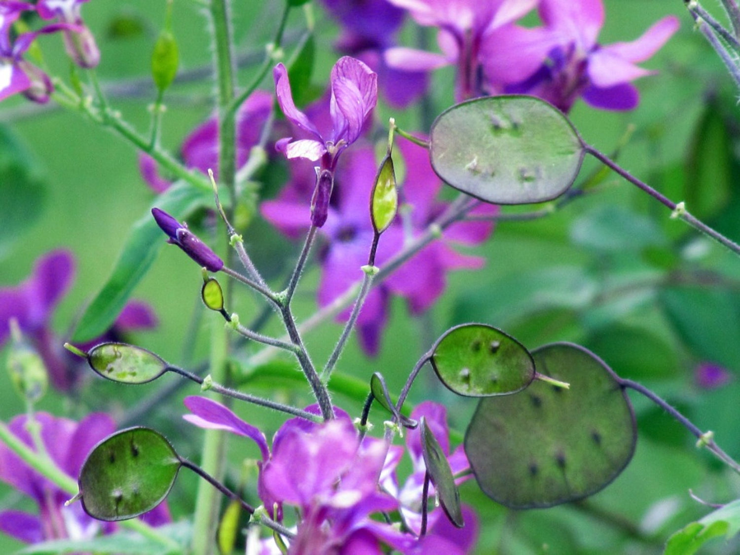 Money Plant Seeds - Lunaria Annua Violet