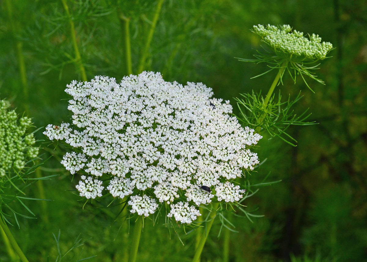 Wildflower Daucus Carota Cap Bishop’s Flower Seeds for Planting