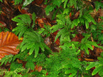 Shade garden Selaginella seeds for moist low light areas