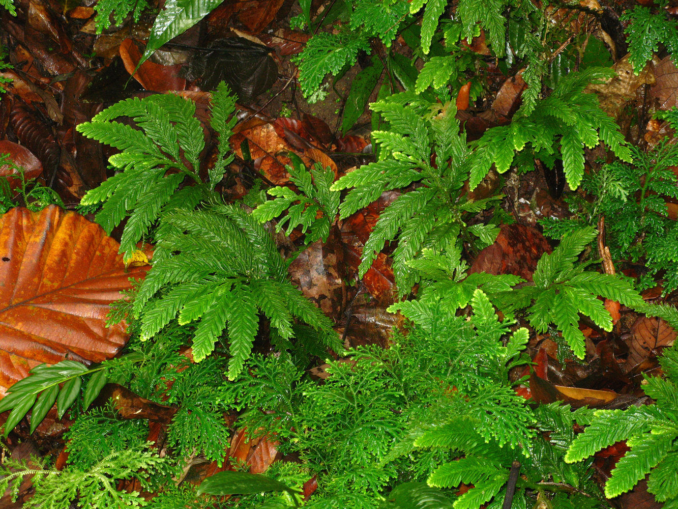 Shade garden Selaginella seeds for moist low light areas
