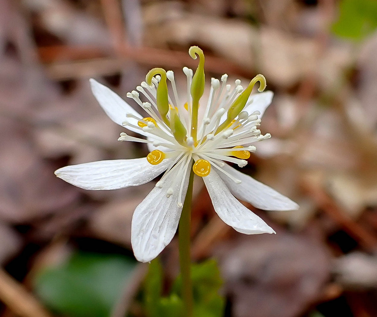 Goldthread seeds for shade loving woodland herb gardens