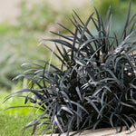 Shade tolerant mondo grass seeds for pots and garden beds