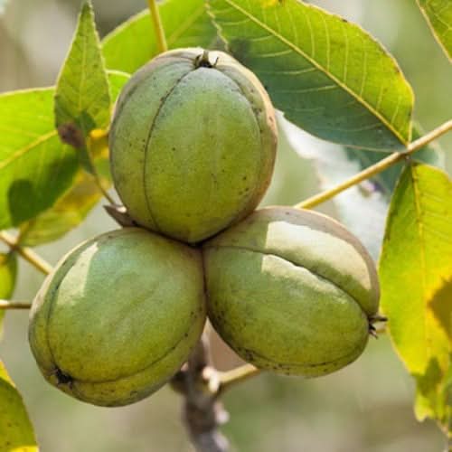Shagbark hickory Carya ovata fruit seeds