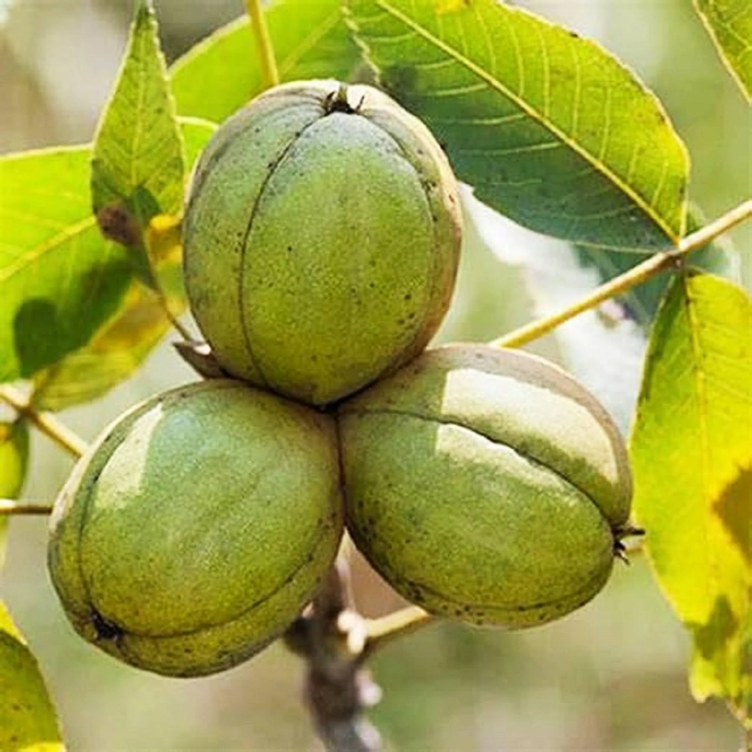 Shagbark Fruit Seeds for Planting - Growing Hardy and Unique Fruit Trees, Heirloom Plant Seeds