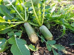Shawo Fruit Radish Seeds for Gardening, 100 Pcs pcs - Dharaseeds