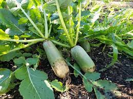 Shawo Fruit Radish Seeds for Gardening, 100 Pcs pcs - Dharaseeds