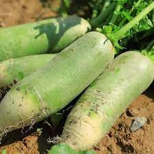 Shawo Fruit Radish Seeds for Gardening, 100 Pcs pcs - Dharaseeds