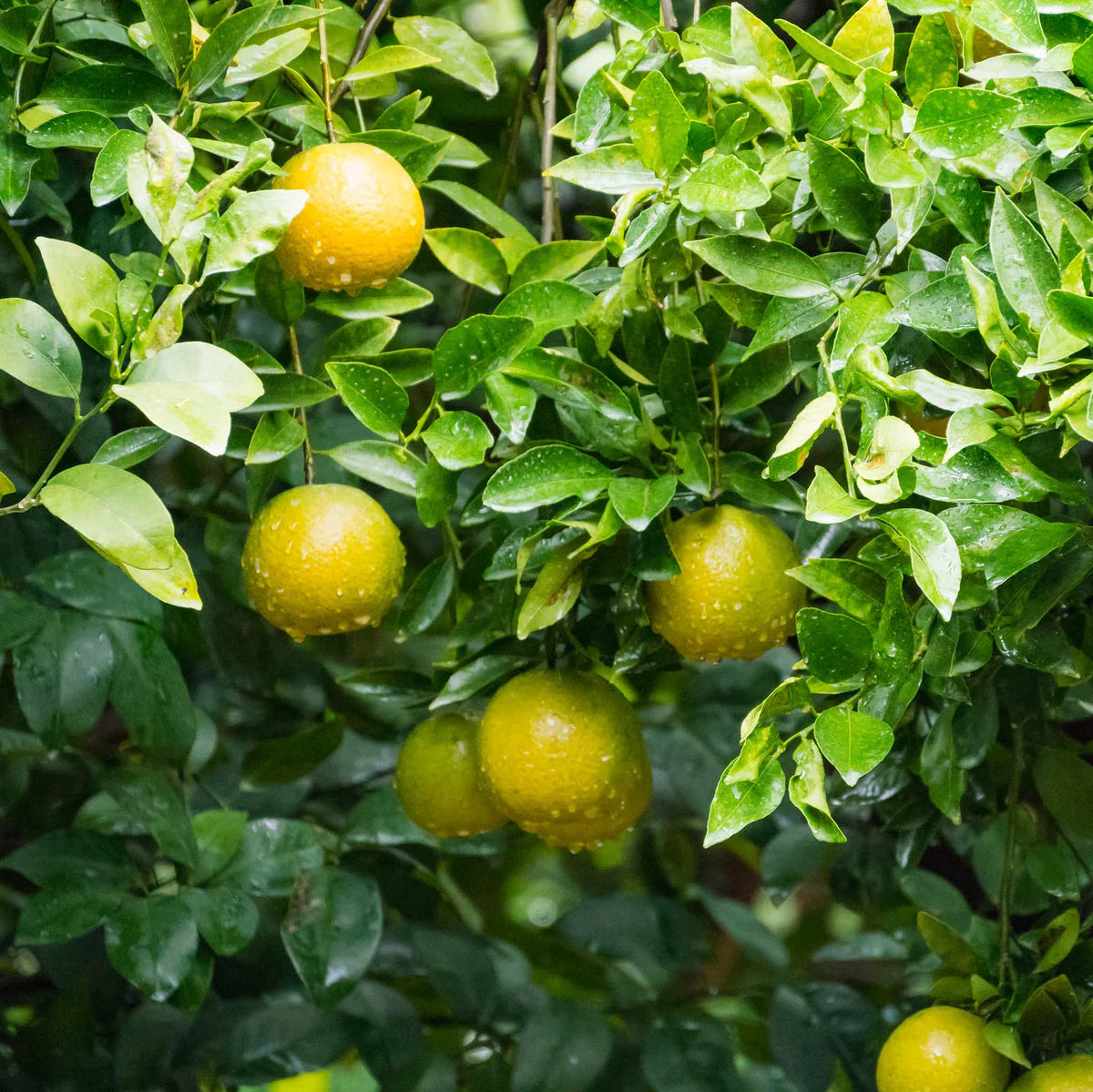 Citrus Shikuwasa Limes Seeds