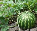 Shiny Boy hybrid watermelon seeds non GMO high germination
